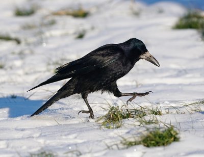 Roek / Rook