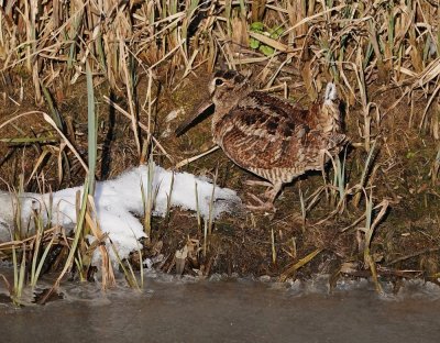 Houtsnip / Eurasian Woodcock