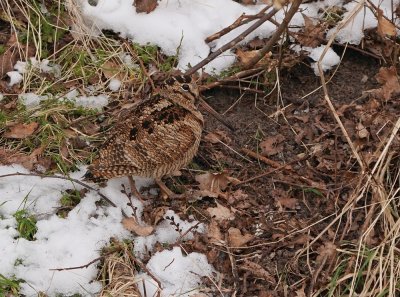 Houtsnip / Eurasian Woodcock