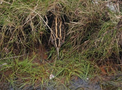 Bokje / Jack Snipe