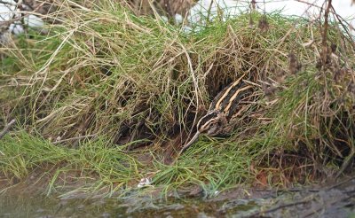 Bokje / Jack Snipe