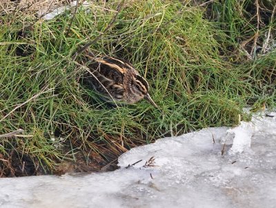 Bokje / Jack Snipe