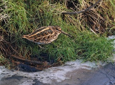 Bokje / Jack Snipe