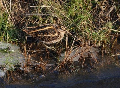 Bokje / Jack Snipe