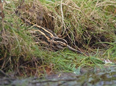 Bokje / Jack Snipe