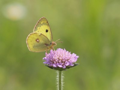 Zuidelijke Luzernevlinder / Berger´s Clouded Yellow