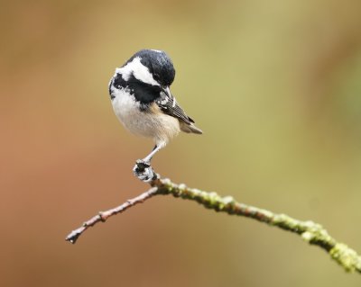 Zwarte Mees / Coal Tit