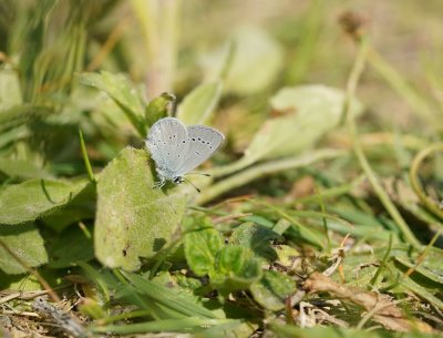 Dwergblauwtje / Little Blue, Small Blue