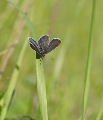 Dwergblauwtje / Little Blue, Small Blue