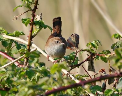  Cetti's Zanger / Cetti's Warbler 