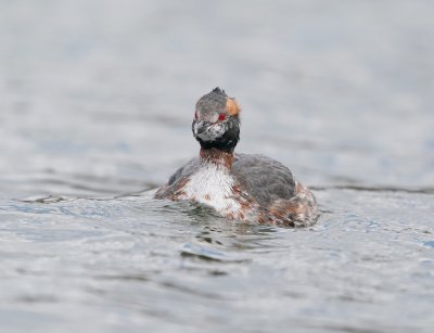 Kuifduiker / Horned Grebe