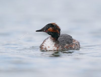 Kuifduiker / Horned Grebe