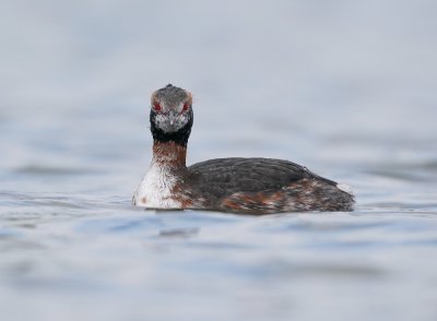 Kuifduiker / Horned Grebe
