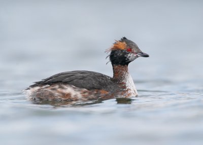 Kuifduiker / Horned Grebe