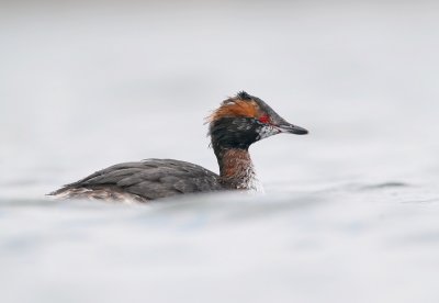 Kuifduiker / Horned Grebe