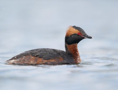 :: Kuifduiker / Slavonian Grebe ::