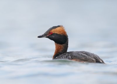Kuifduiker / Horned Grebe