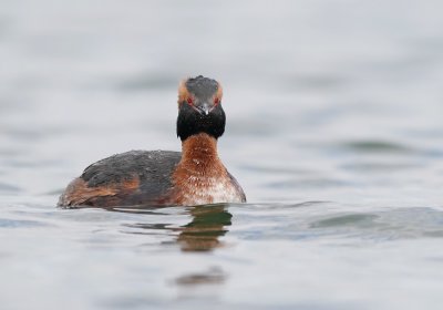 Kuifduiker / Horned Grebe