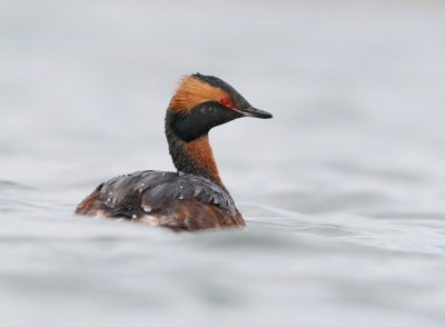 Kuifduiker / Horned Grebe