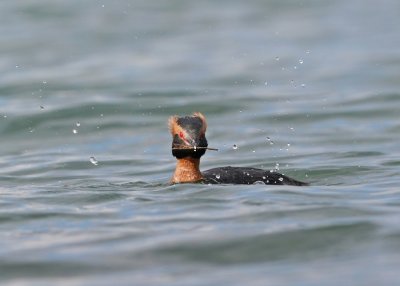 Kuifduiker / Horned Grebe