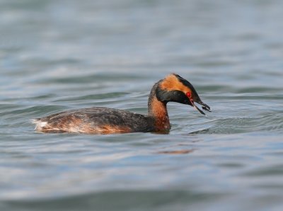 Kuifduiker / Horned Grebe