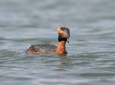 Kuifduiker / Horned Grebe