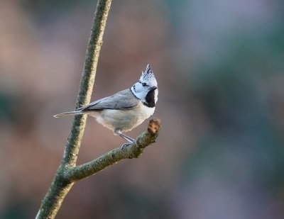 Kuifmees / Crested Tit