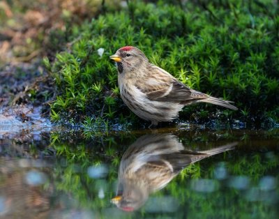 Grote Barmsijs / Mealy Redpoll