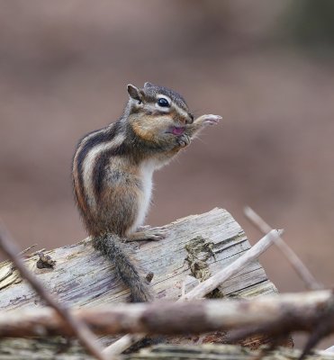 Siberische Grondeekhoorn / Siberian Chipmunk