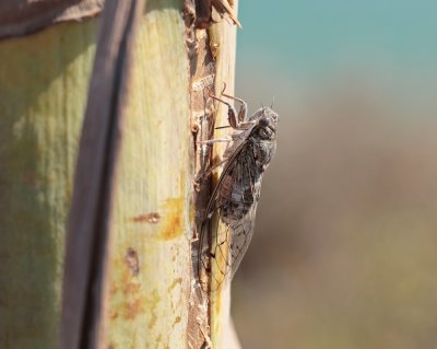 Cicade