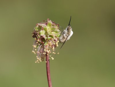 Gewone Wolzwever / Large bee fly