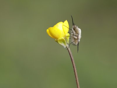 :: Wolzwever / Large Bee Fly ::