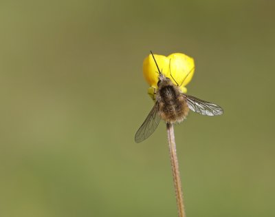 Gewone Wolzwever / Large bee fly