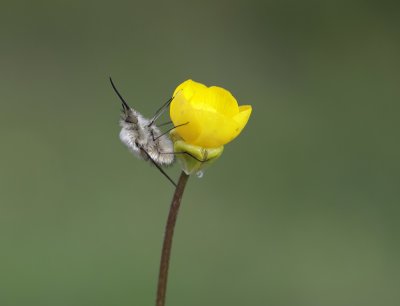 Gewone Wolzwever / Large bee fly