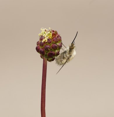 Gewone Wolzwever / Large bee fly