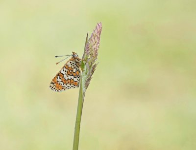 Veldparelmoervlinder / Glanville Fritillary