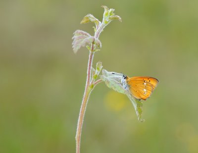Morgenrood / Scarce Copper