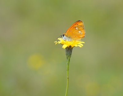 Morgenrood / Scarce Copper