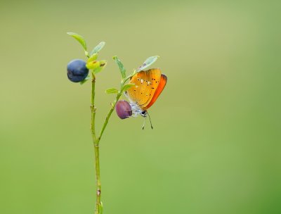 Morgenrood / Scarce Copper