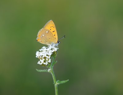Morgenrood / Scarce Copper