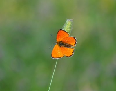 Morgenrood / Scarce Copper