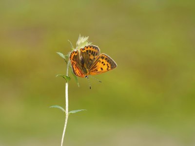 Morgenrood / Scarce Copper