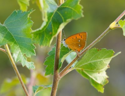 Morgenrood / Scarce Copper