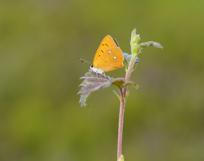 Morgenrood / Scarce Copper
