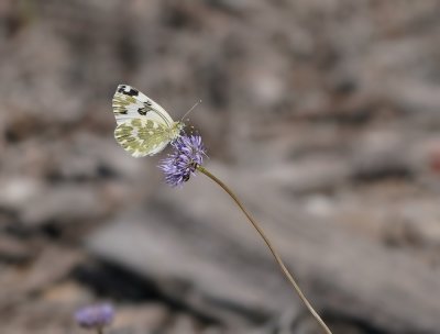 Resedawitje / Bath White