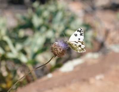 Resedawitje / Bath White