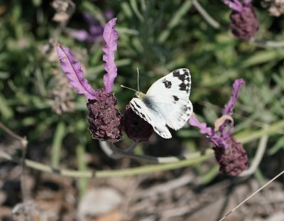 Resedawitje / Bath White