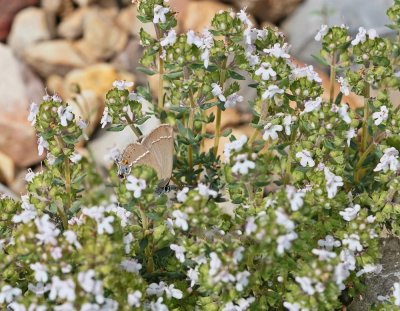 Wegedoornpage / Blue-spot Hairstreak