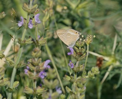 Tijgerblauwtje / Long-tailed Blue