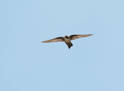 Rotszwaluw / Eurasian Crag Martin